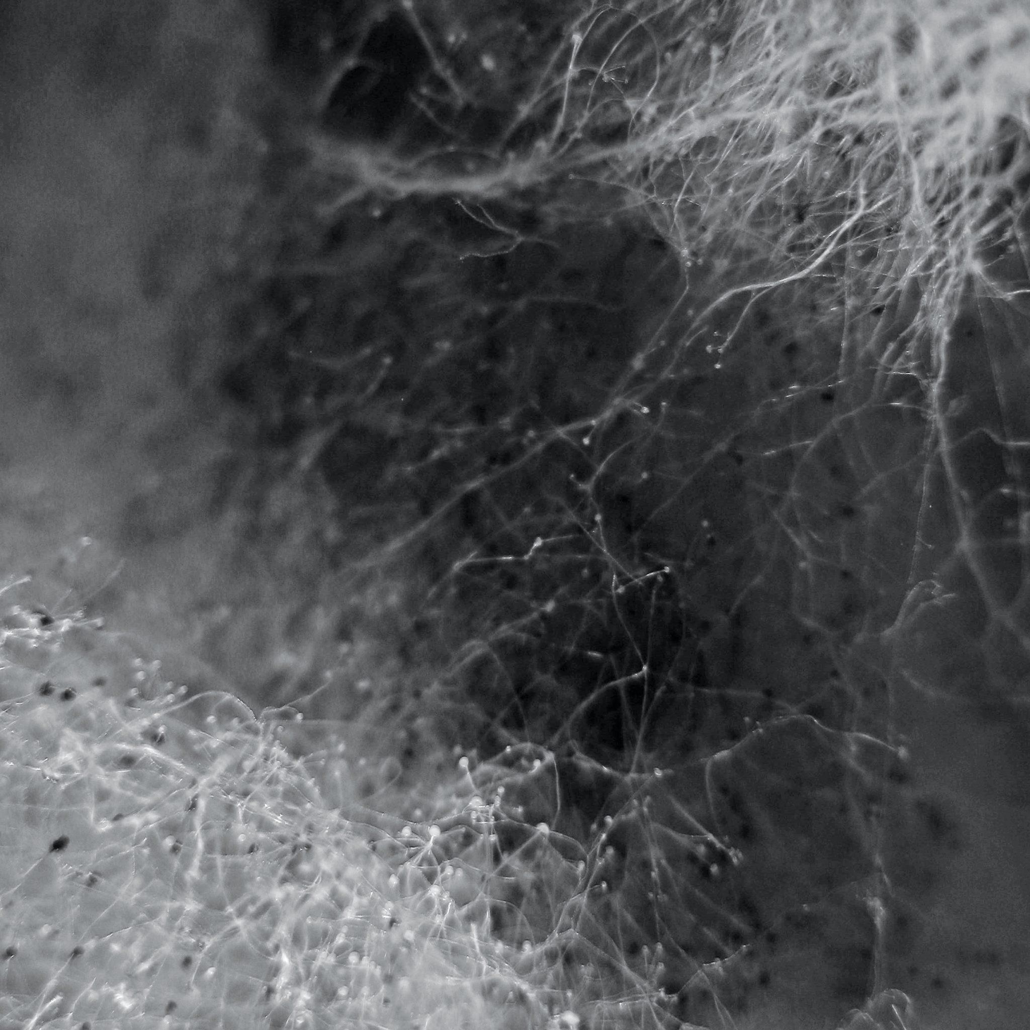 Aktuell: NOI – Net of Iterations