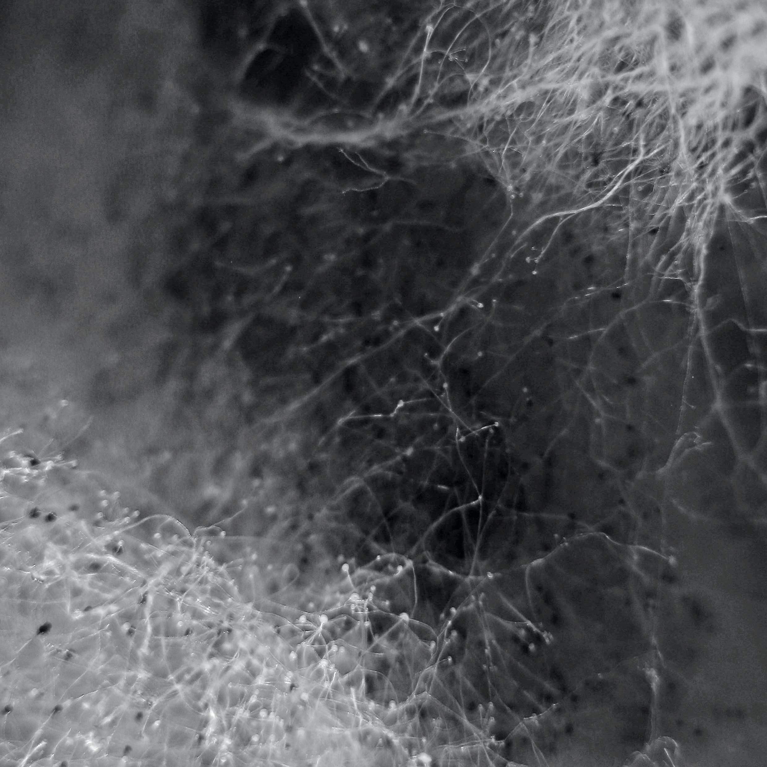 ITERATIONEN_Projekt-Collaboration-Contamination_@_esc_medien-kunst-labor_©_esc-mkl_Foto:_Miriam-Raggam