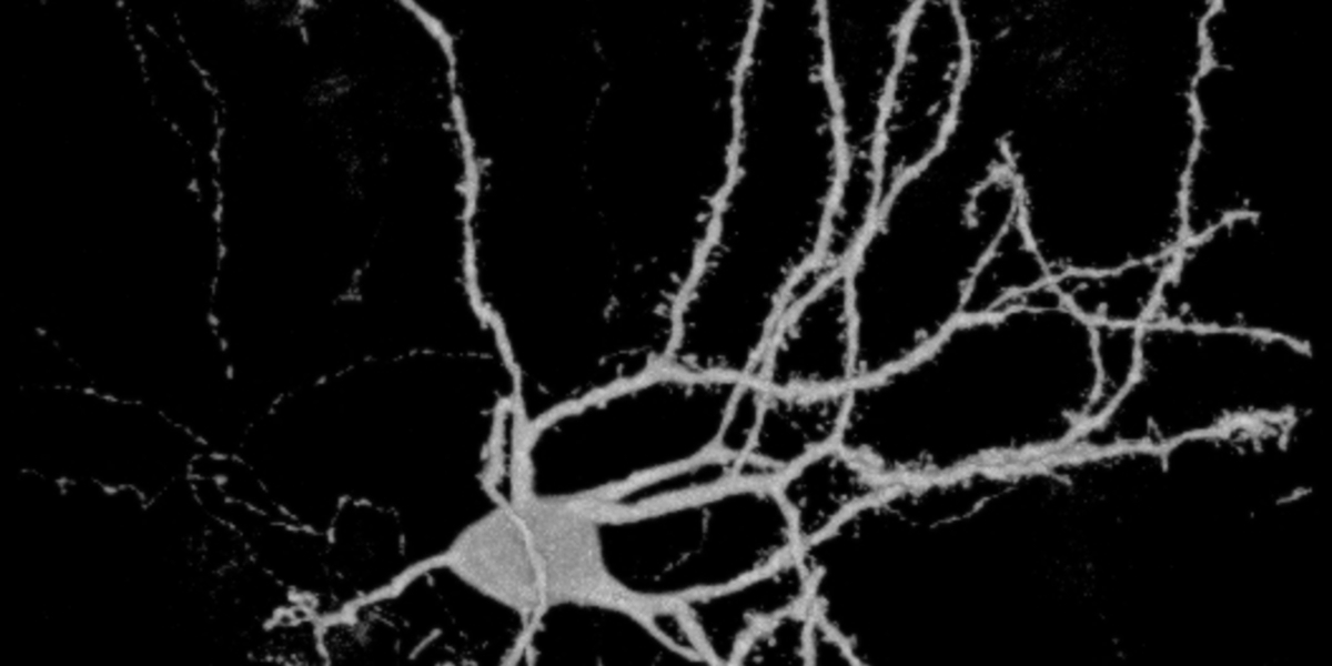 TRANS/FEMINIST HACKING